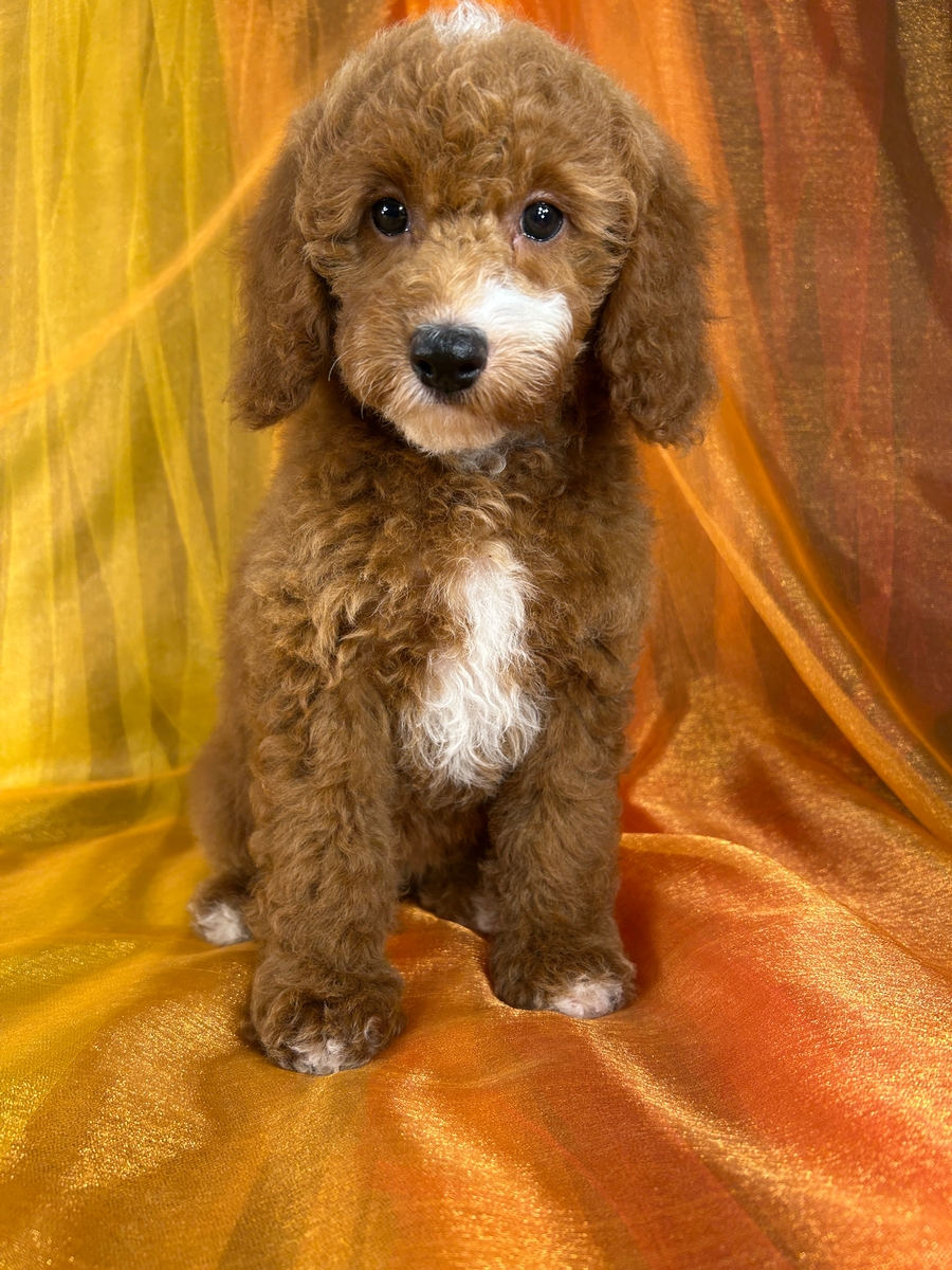 Female Cockapoo Puppy for Sale DOB 6-4-2026 $950
